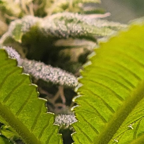 Wyrdsisters #1 - Gobekli, The Shackled growlog timeline photo