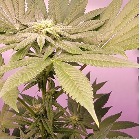 Wyrdsisters #1 - Gobekli, The Shackled growlog timeline photo