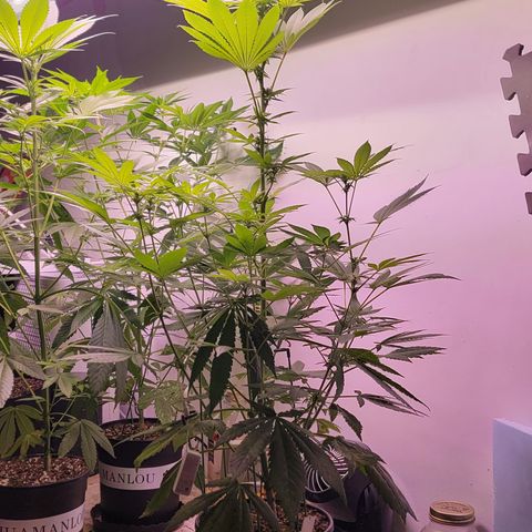 Wyrdsisters #1 - Gobekli, The Shackled growlog timeline photo