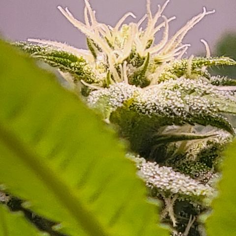 Wyrdsisters #1 - Gobekli, The Shackled growlog timeline photo
