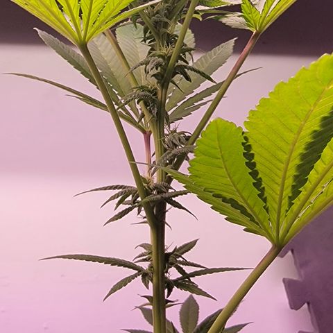 Wyrdsisters #1 - Gobekli, The Shackled growlog timeline photo