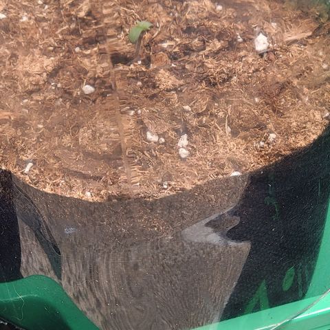 Starfire growlog timeline photo