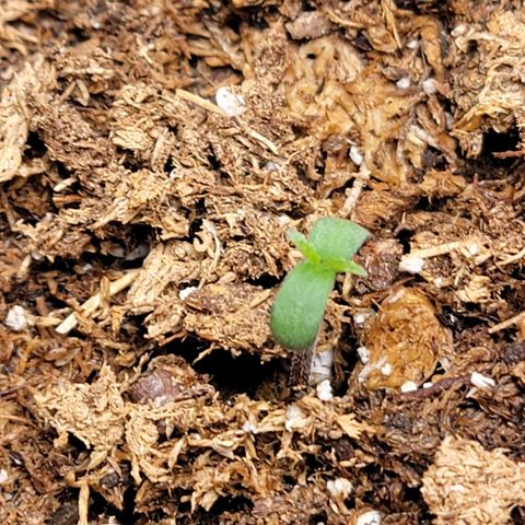 Starfire growlog timeline photo