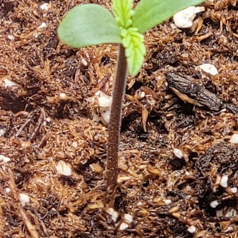 Starfire growlog timeline photo