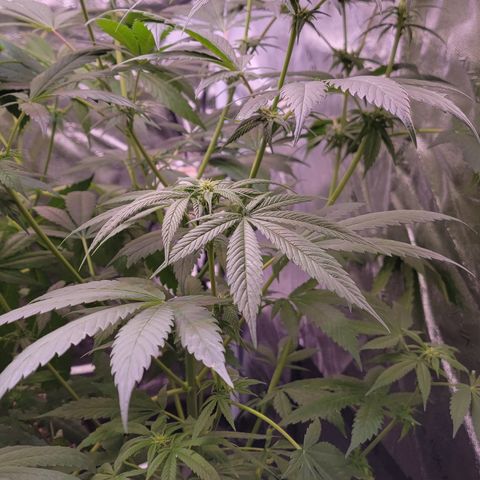 Plant : B - 3 growlog timeline photo