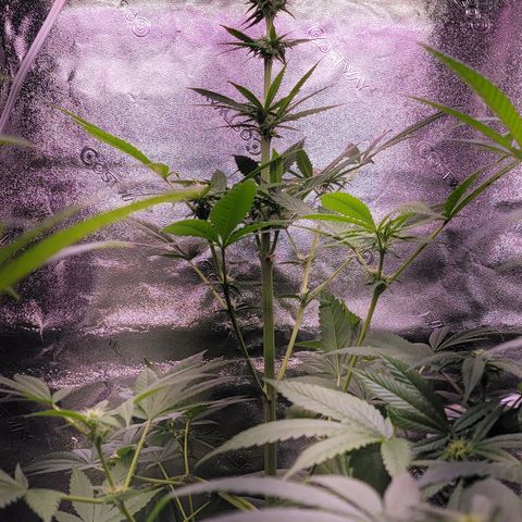 Plant :  B - 6 "General" growlog timeline photo
