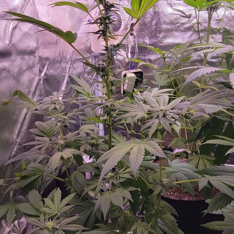 Wyrdsisters #1 - Gobekli, The Shackled growlog timeline photo