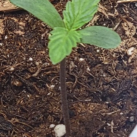 Starfire growlog timeline photo