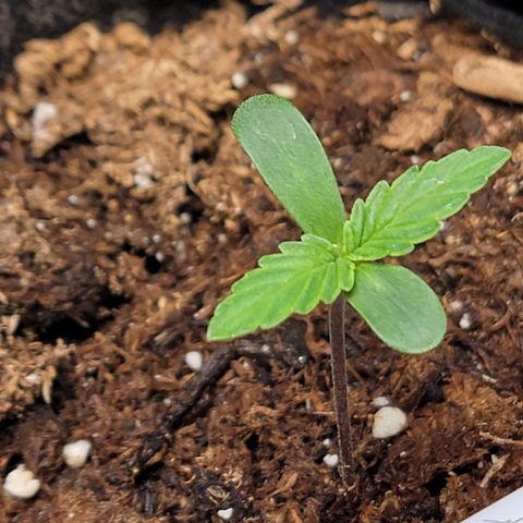 Starfire growlog timeline photo