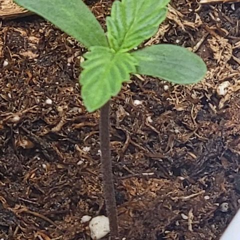 Starfire growlog timeline photo