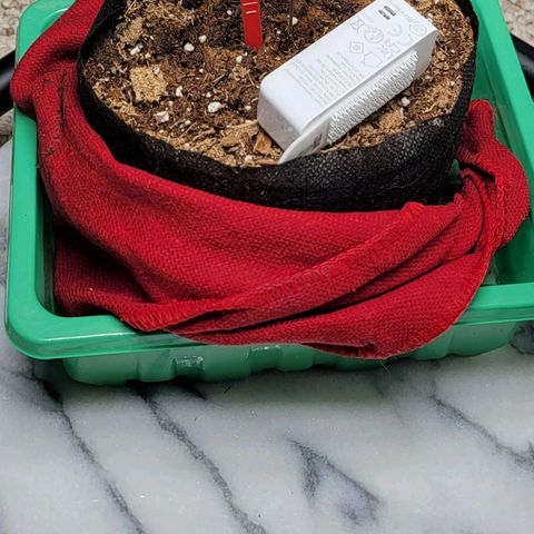 Starfire growlog timeline photo