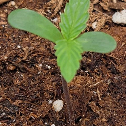 Starfire growlog timeline photo