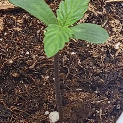 Starfire growlog timeline photo