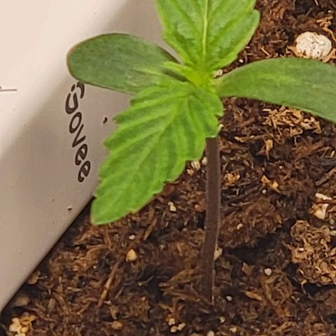 Starfire growlog timeline photo