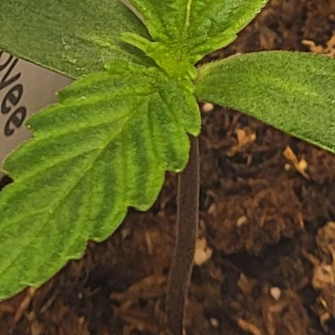Starfire growlog timeline photo