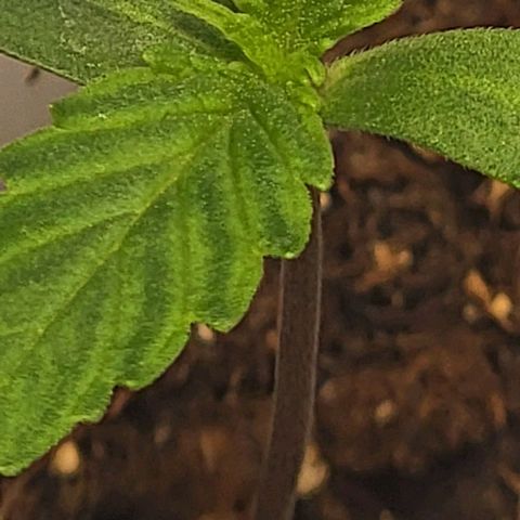 Starfire growlog timeline photo