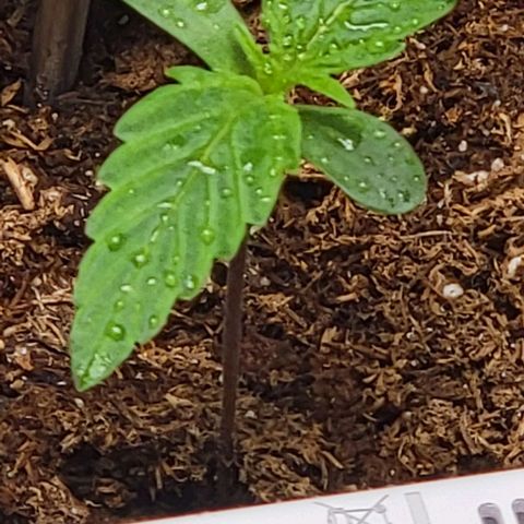 Starfire growlog timeline photo