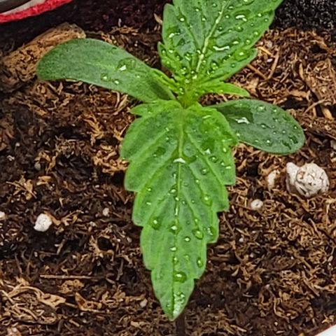 Starfire growlog timeline photo