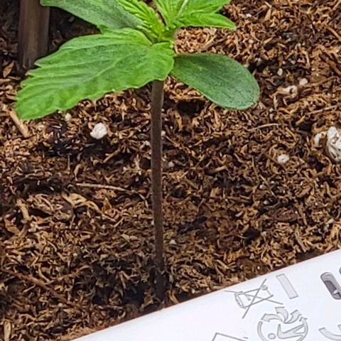 Starfire growlog timeline photo