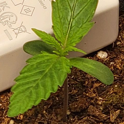 Starfire growlog timeline photo