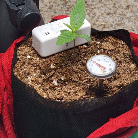 Starfire growlog timeline photo