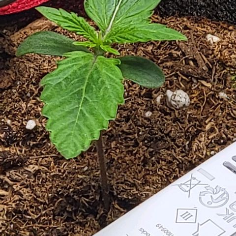 Starfire growlog timeline photo