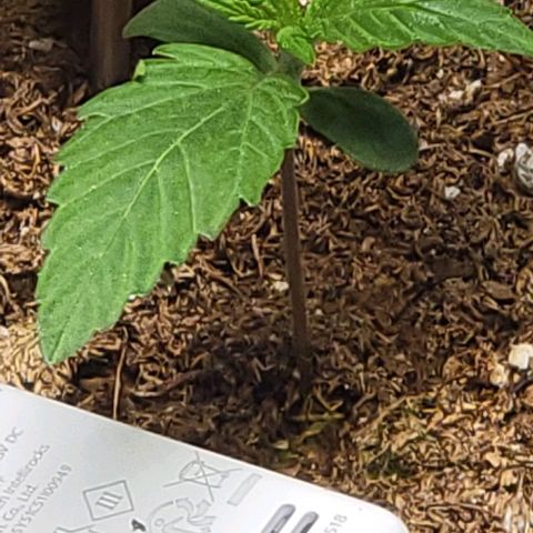 Starfire growlog timeline photo