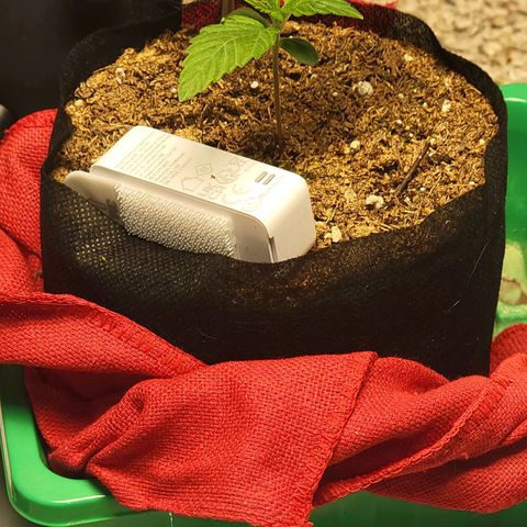 Starfire growlog timeline photo