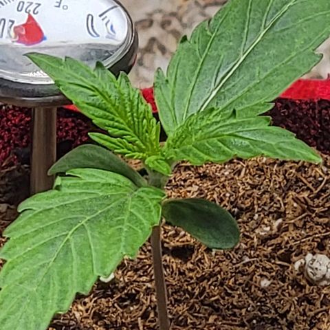 Starfire growlog timeline photo