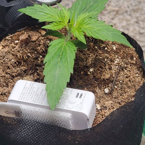 Starfire growlog timeline photo