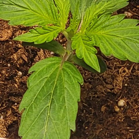 Starfire growlog timeline photo