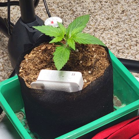 Starfire growlog timeline photo