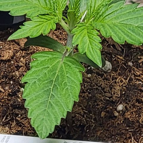 Starfire growlog timeline photo