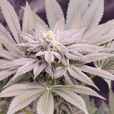 Wyrdsisters #1 - Gobekli, The Shackled growlog timeline photo