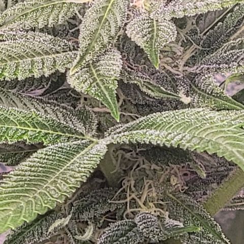 Plant :  B - 6 "General" growlog timeline photo