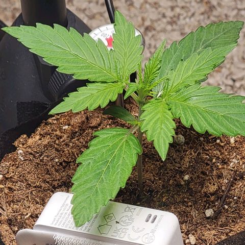 Starfire growlog timeline photo