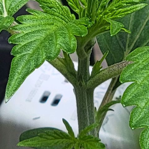 Starfire growlog photo: She's kicking along.