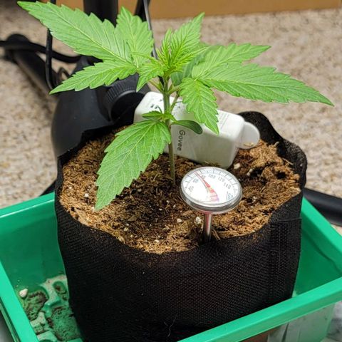 Starfire growlog photo: She's kicking along.