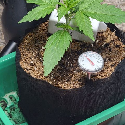 Starfire growlog photo: She's kicking along.