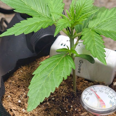 Starfire growlog photo: She's kicking along.