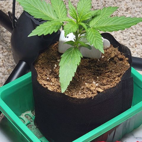 Starfire growlog timeline photo