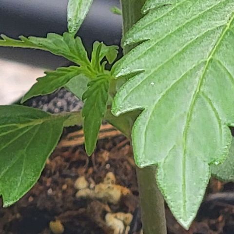 Starfire growlog timeline photo