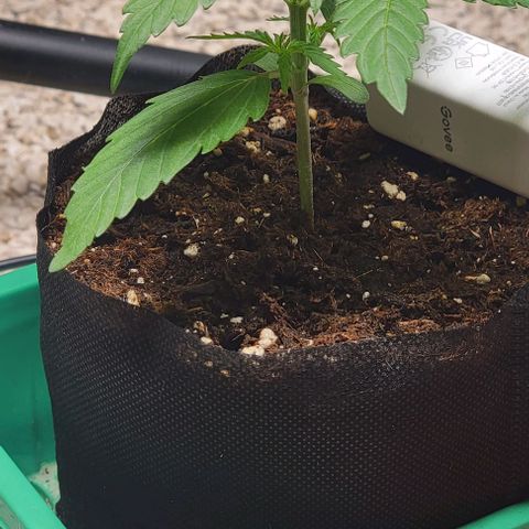 Starfire growlog timeline photo