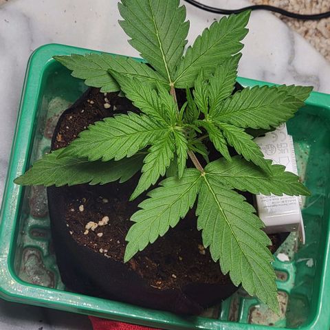 Starfire growlog timeline photo