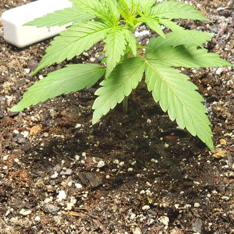 Starfire growlog timeline photo