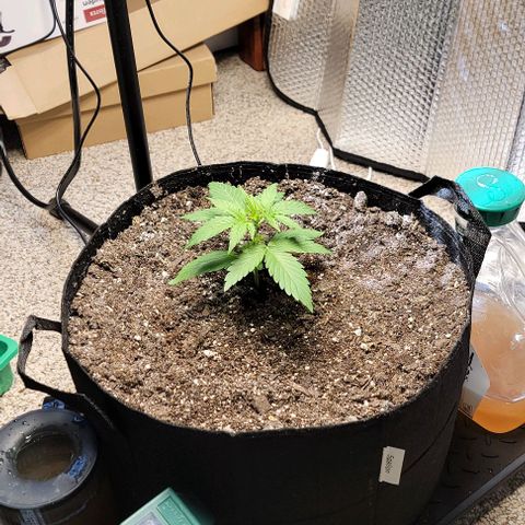 Starfire growlog timeline photo
