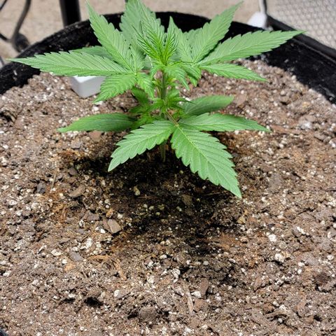 Starfire growlog timeline photo