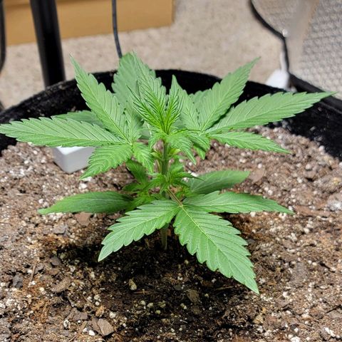 Starfire growlog timeline photo