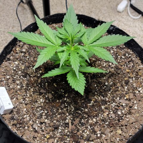 Starfire growlog timeline photo