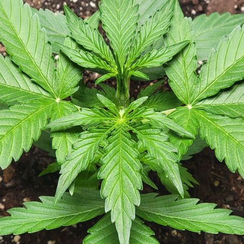 Starfire growlog timeline photo